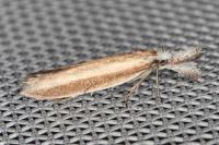 Pleurota aristella