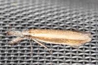 Pleurota aristella