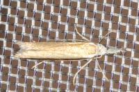 Pleurota aristella