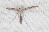 Agdistis