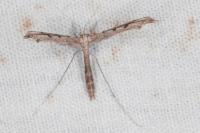 Agdistis