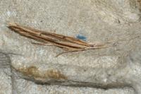 Ypsolopha mucronella