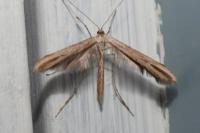 Emmelina monodactyla