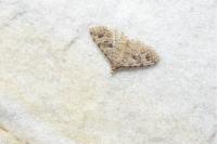 Alucita hexadactyla