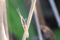 Plutella xylostella