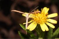 Emmelina monodactyla