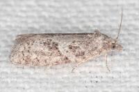 Cnephasia pasiuana
