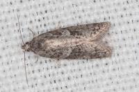 Cnephasia pasiuana