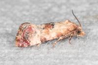 Neocochylis millierana