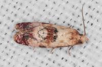 Neocochylis millierana