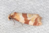 Phalonidia albipalpana