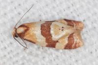 Phalonidia albipalpana