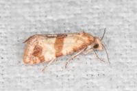 Phalonidia contractana
