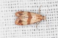 Phalonidia contractana