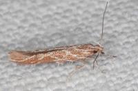 Pyroderces argyrogrammos
