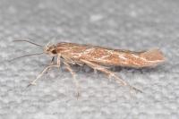 Pyroderces argyrogrammos