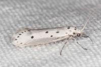 Ethmia terminella