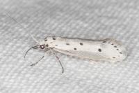 Ethmia terminella