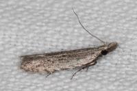 Anarsia leberonella