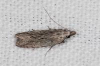 Anarsia leberonella