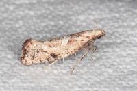 Acrolepiopsis marcidella
