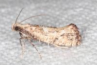Acrolepiopsis marcidella