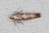 Acrolepiopsis marcidella
