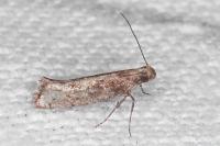 Acrolepiopsis vesperella