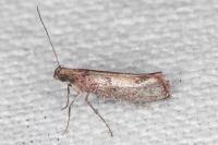 Acrolepiopsis vesperella