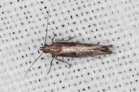 Acrolepiopsis vesperella