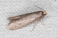 Agnoea