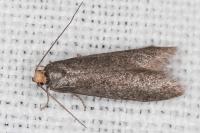 Agnoea