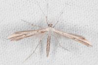 Emmelina monodactyla