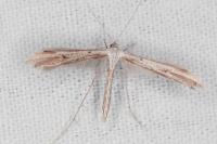 Emmelina monodactyla