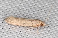 Parapodia sinaica