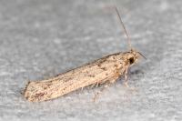 Parapodia sinaica