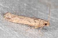 Parapodia sinaica