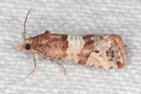Lobesia indusiana/limoniana