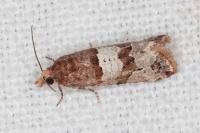 Lobesia indusiana/limoniana