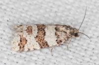 Isotrias rectifasciana