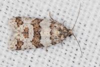 Isotrias rectifasciana