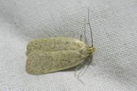 Agonopterix atomella