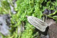 Agonopterix umbellana