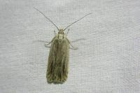 Agonopterix umbellana