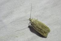 Agonopterix umbellana