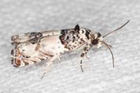 Epinotia thapsiana