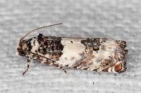Epinotia thapsiana