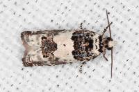 Epinotia thapsiana