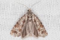 Rhyacionia maritimana
