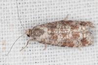 Rhyacionia maritimana